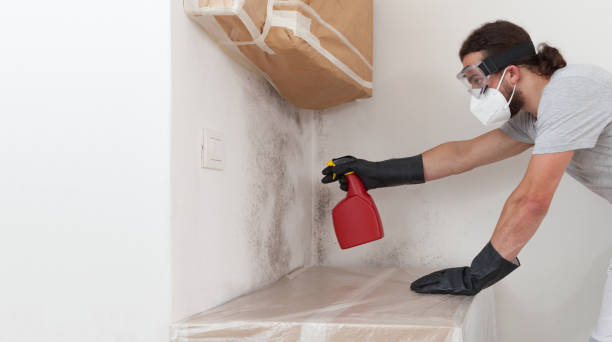 Professional Black Mold Removal technician working in Sand Lake, MI