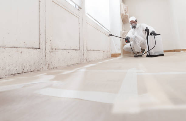24/7 Emergency Black Mold Removal experts in Sand Lake, MI