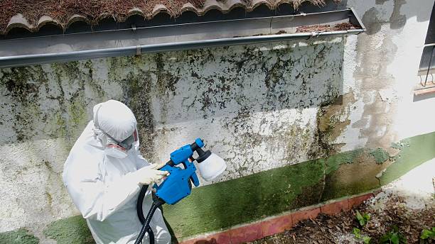 Trusted Black Mold Removal service in Sand Lake, MI - Cheap Mold Removal